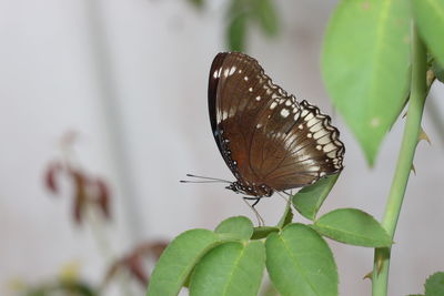 Close-up of butterfly on leaf