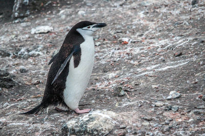 Close-up of penguin on rock