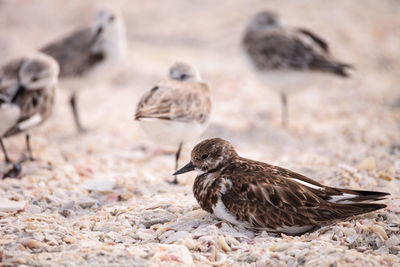 Nesting ruddy turnstone wading bird arenaria interpres along the shoreline of barefoot beach