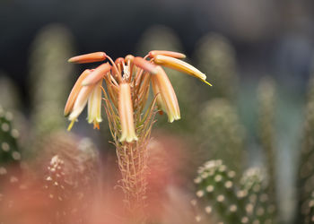 Close-up of red flowering plant