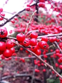 Close-up of red berries on tree