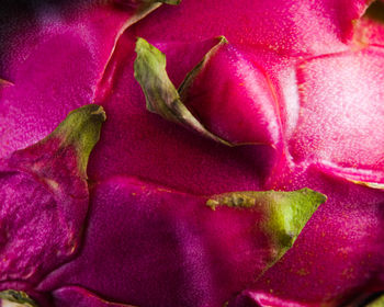 Full frame shot of pink flower