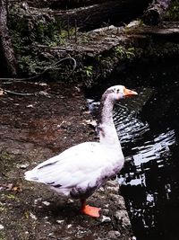 High angle view of bird on lakeshore