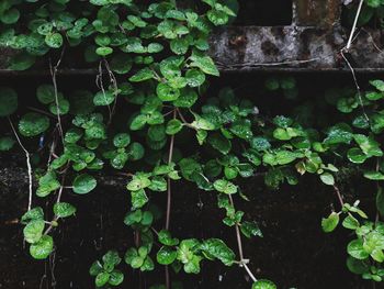 High angle view of ivy growing on land