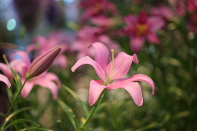 Close-up of pink flowering plants