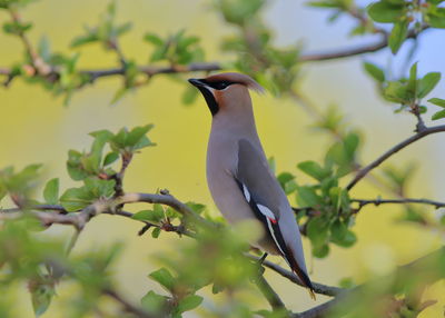 Bird perching on a tree