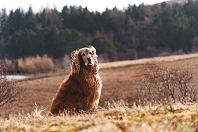 Portrait of dog on grass