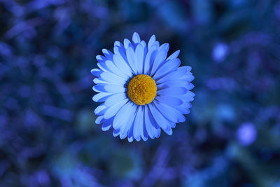 Close-up of purple flowering plant