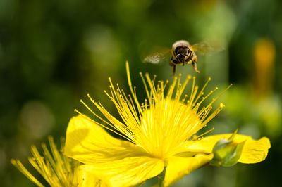 Close-up of bee buzzing over yellow flower