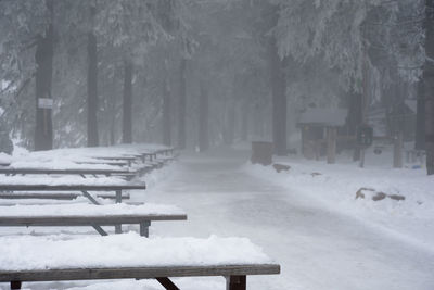 Snow covered trees in winter