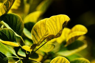 Close-up of yellow flowering plant leaves