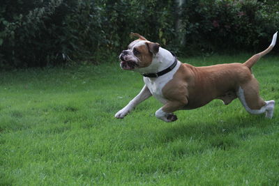 Dog running on grassy field