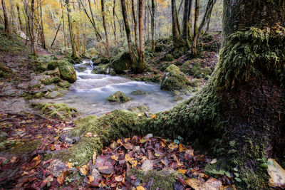Stream flowing through rocks in forest