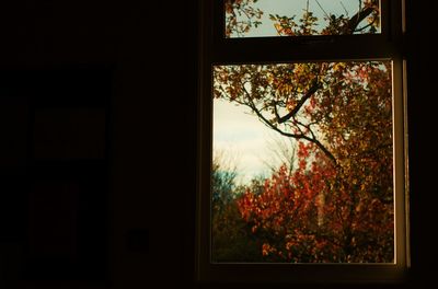 Trees against sky seen through window