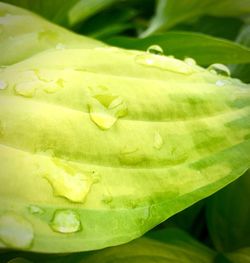 Close-up of wet green leaf