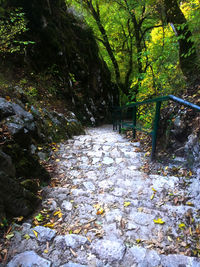 View of trees in forest