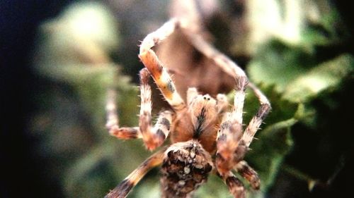 Close-up of spider on plant