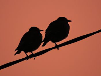 Close-up of silhouette bird perching on branch against sunset sky