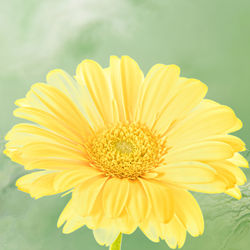 Close-up of yellow daisy flower