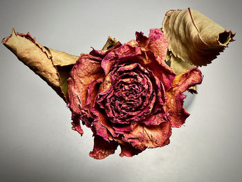 Close-up of wilted rose against white background