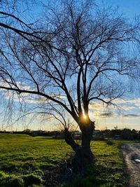 Bare tree on field against sky