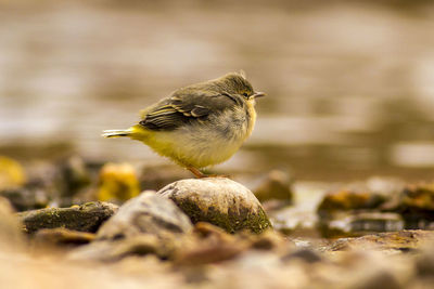 Close-up of bird perching on rock