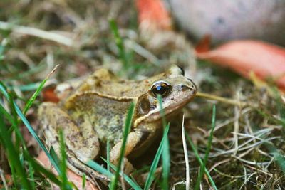 Close-up of frog on field