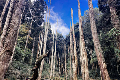Low angle view of trees in forest against sky