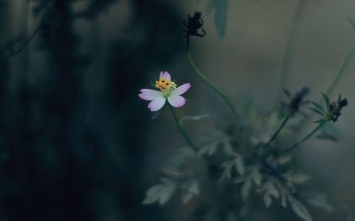 Close-up of white flowering plant