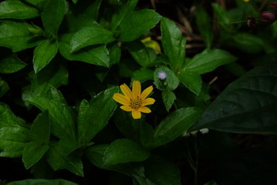 Close-up of flowers blooming outdoors