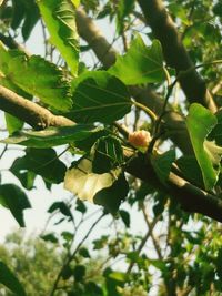 Low angle view of fruit growing on tree