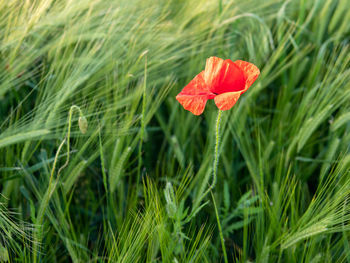 Close-up of red poppy flower on field