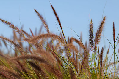 Oat grass. background blue sky.