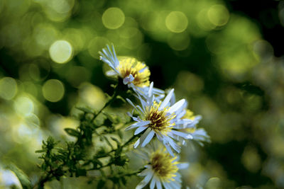 Close-up of insect on flower