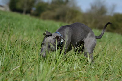 View of a dog on field