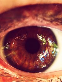 Close-up of human eye