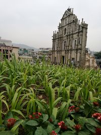 Plants in front of historical building