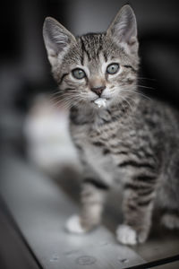 Portrait of tabby kitten