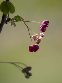 Close-up of red flowering plant