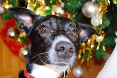 Close-up portrait of black dog