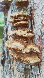 Close-up of tree trunk