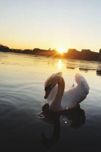 Swan swimming in lake against sky during sunset