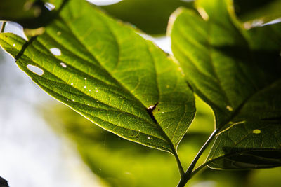 Close-up of water drops on leaves