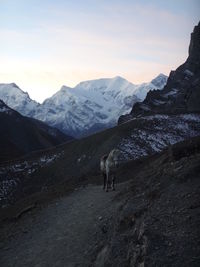 View of a horse on snow-covered mountain against the sky