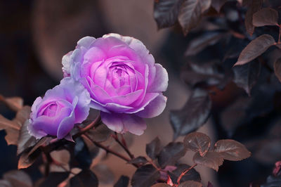 Close-up of pink rose