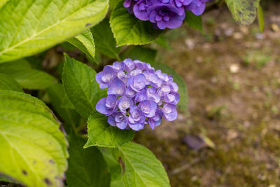 Close-up of purple flowering plant