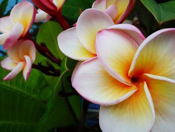 Close-up of frangipani blooming outdoors