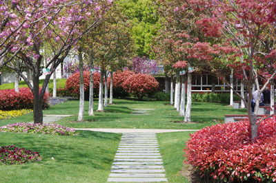 Colorful trees growing in garden