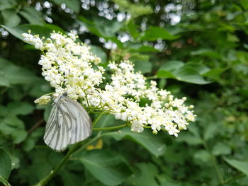 Close-up of white flowering plant