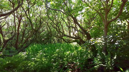 Trees in forest